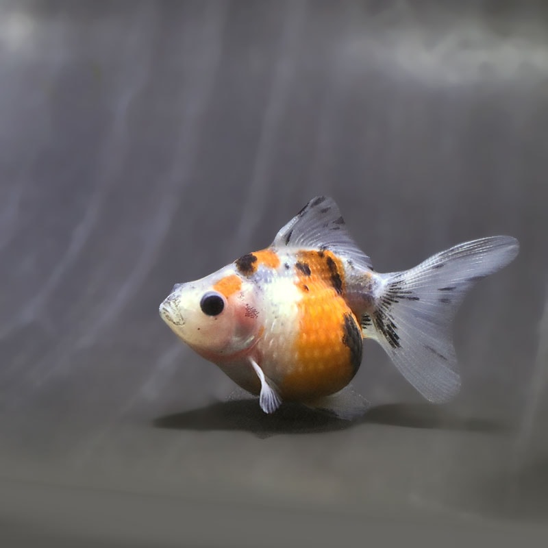【金魚王子】キャリコピンポンパール 6~7cm前後 (個体番号:zaq540) 金魚 きんぎょ 生体 パールスケール 厳選個体