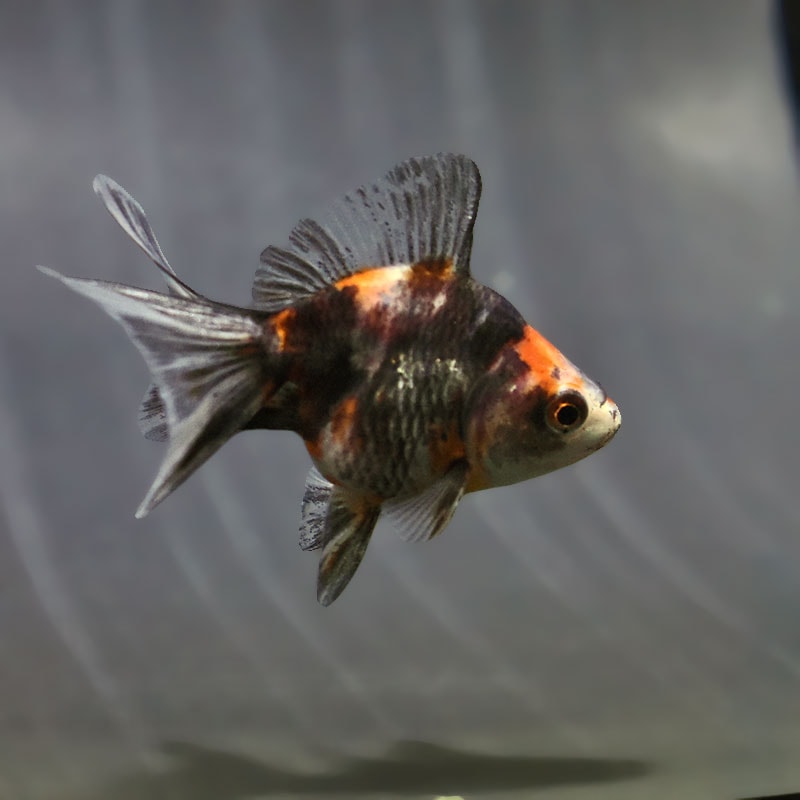 【金魚王子】キャリコブロードテール琉金 6~7cm前後 (個体番号:zaq541) 金魚 きんぎょ 生体 琉金 厳選個体
