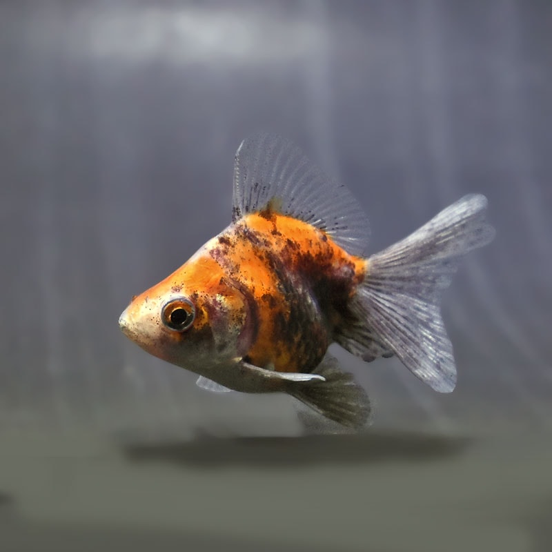 【金魚王子】キャリコブロードテール琉金 6~7cm前後 (個体番号:zaq542) 金魚 きんぎょ 生体 琉金 厳選個体