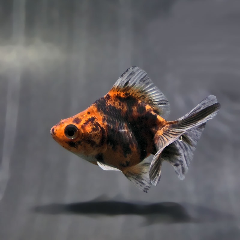 【金魚王子】キャリコブロードテール琉金 6~7cm前後 (個体番号:zaq543) 金魚 きんぎょ 生体 琉金 厳選個体
