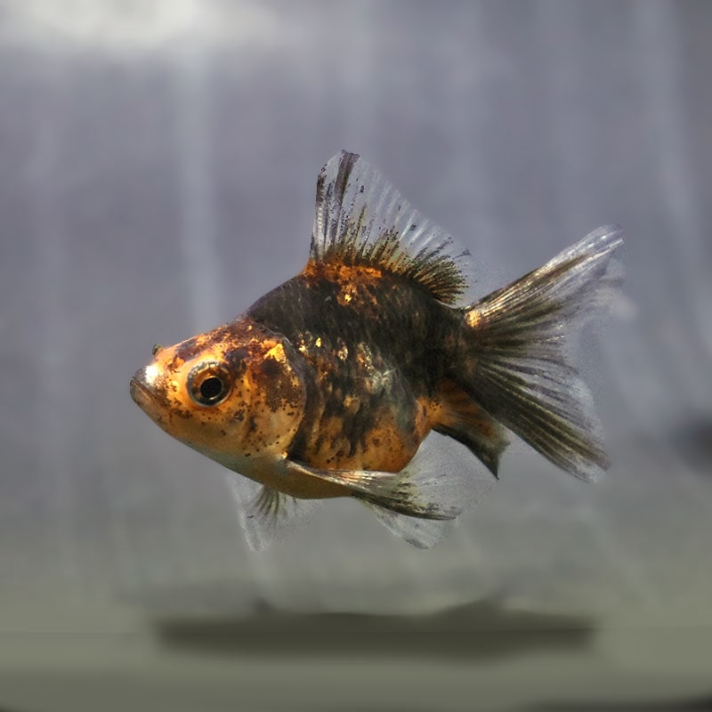 【金魚王子】キャリコブロードテール琉金 6~7cm前後 (個体番号:zaq544) 金魚 きんぎょ 生体 琉金 厳選個体
