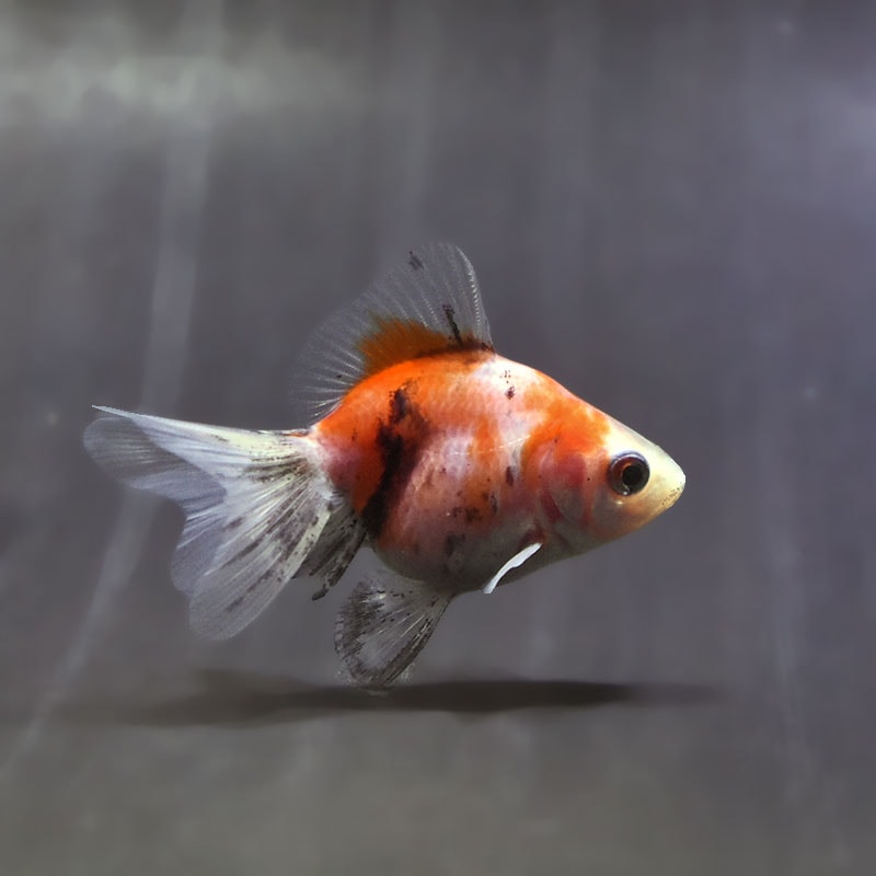【金魚王子】キャリコブロードテール琉金 6~7cm前後 (個体番号:zaq545) 金魚 きんぎょ 生体 琉金 厳選個体