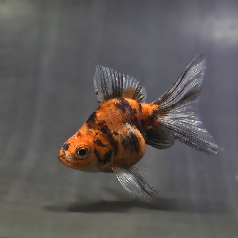【金魚王子】キャリコブロードテール琉金 6~7cm前後 (個体番号:zaq546) 金魚 きんぎょ 生体 琉金 厳選個体