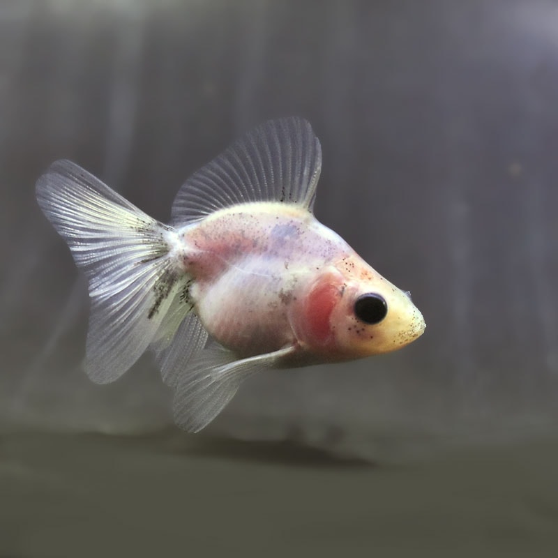 【金魚王子】キャリコブロードテール琉金 6~7cm前後 (個体番号:zaq547) 金魚 きんぎょ 生体 琉金 厳選個体