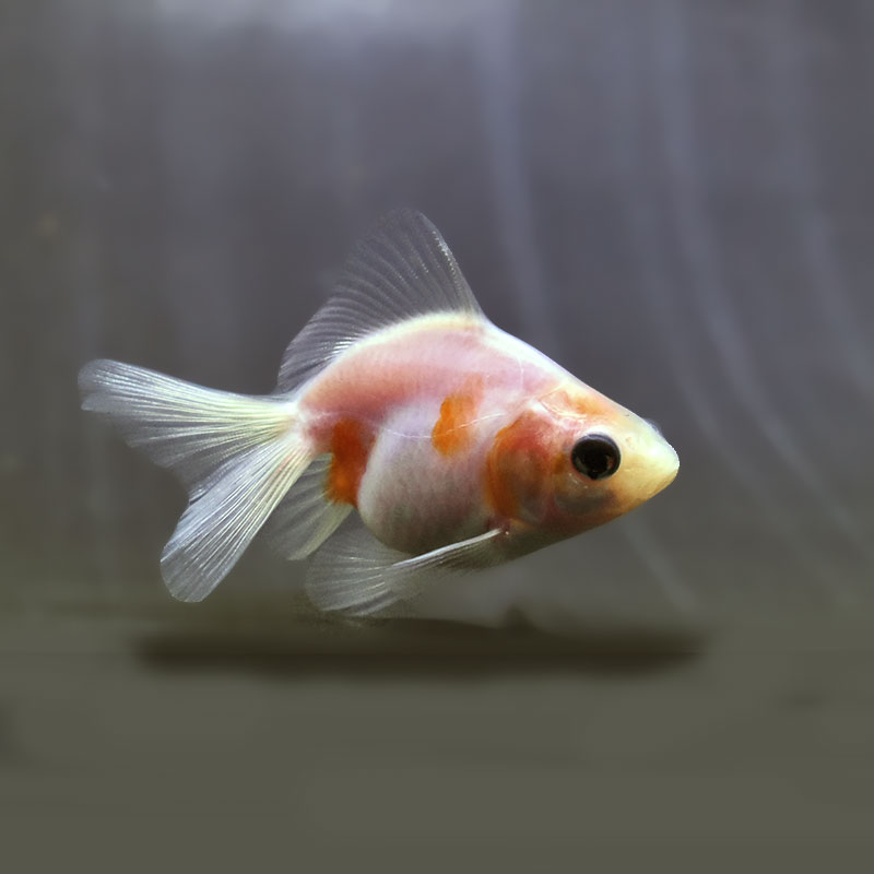 【金魚王子】桜ブロードテール琉金 6~7cm前後 (個体番号:zaq548) 金魚 きんぎょ 生体 琉金 厳選個体