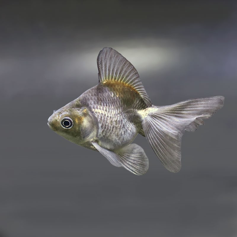 【金魚王子】青ブロードテール琉金 6~7cm前後 (個体番号:zaq549) 金魚 きんぎょ 生体 琉金 厳選個体