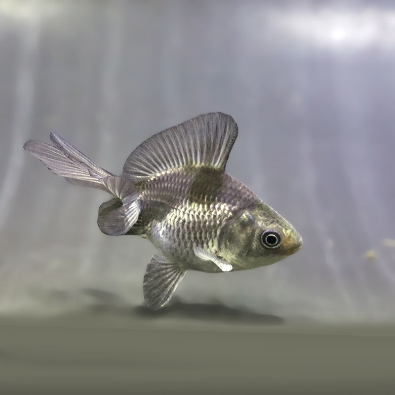 【金魚王子】青ブロードテール琉金 6~7cm前後 (個体番号:zaq550) 金魚 きんぎょ 生体 琉金 厳選個体