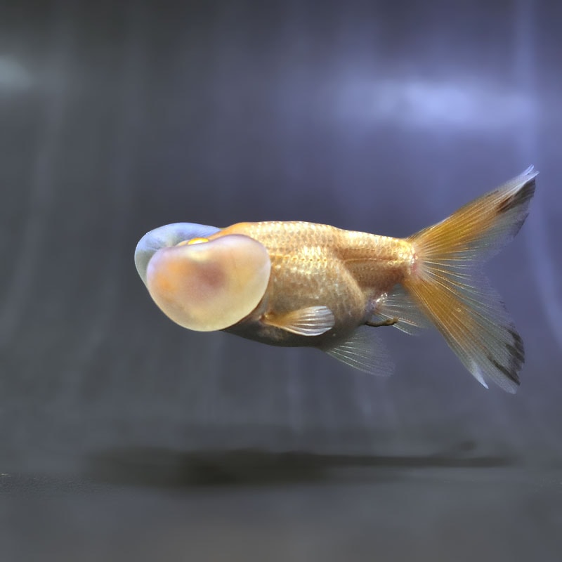 【金魚王子】更紗水泡眼 7～8cm前後 (個体番号：zaq551) 金魚 きんぎょ 生体 水泡眼 厳選個体