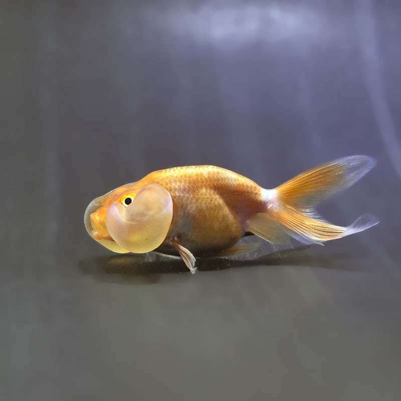 【金魚王子】更紗水泡眼 7～8cm前後 (個体番号：zaq552) 金魚 きんぎょ 生体 水泡眼 厳選個体