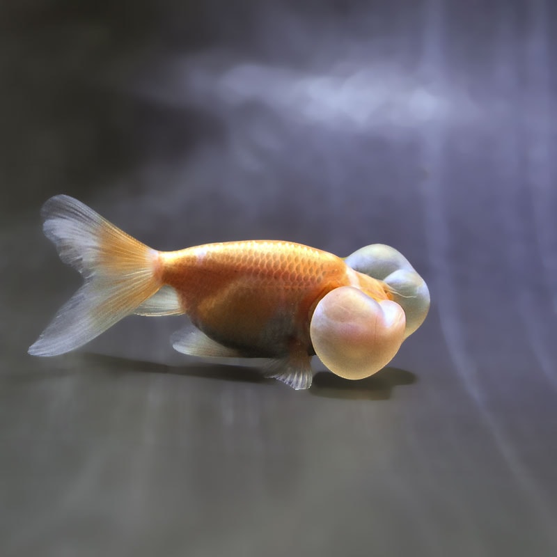 【金魚王子】更紗水泡眼 7～8cm前後 (個体番号：zaq553) 金魚 きんぎょ 生体 水泡眼 厳選個体