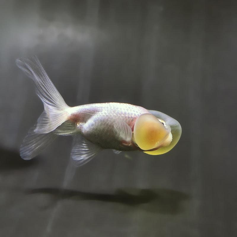 【金魚王子】ホワイト水泡眼 7～8cm前後 (個体番号：zaq555) 金魚 きんぎょ 生体 水泡眼 厳選個体