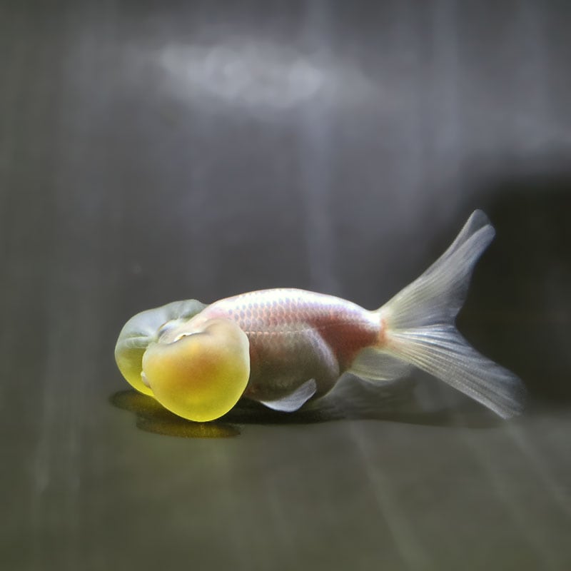 【金魚王子】ホワイト水泡眼 7～8cm前後 (個体番号：zaq556) 金魚 きんぎょ 生体 水泡眼 厳選個体