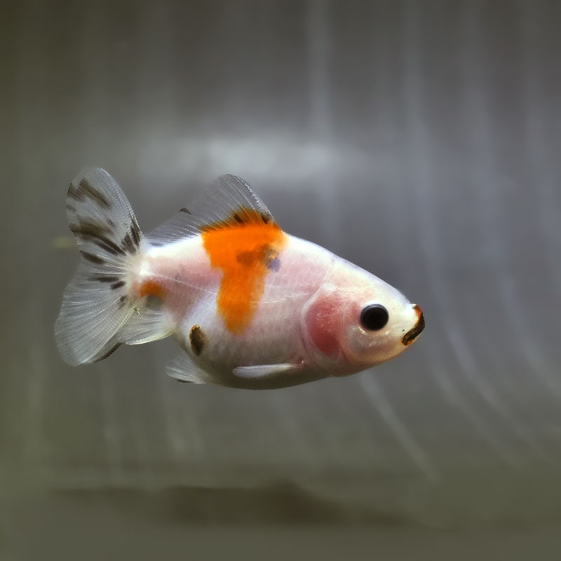 【金魚王子】バルーンオランダ  6.5±1cm前後 (個体番号：zaq561) 金魚 きんぎょ 生体 オランダ獅子頭 厳選個体