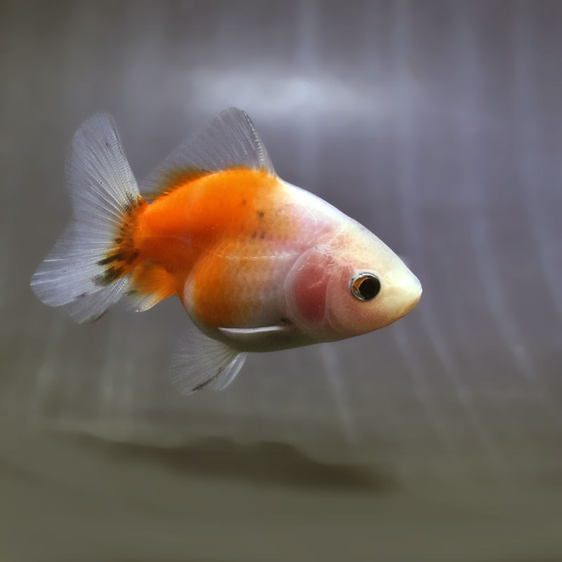 【金魚王子】バルーンオランダ  6.5±1cm前後 (個体番号：zaq562) 金魚 きんぎょ 生体 オランダ獅子頭 厳選個体