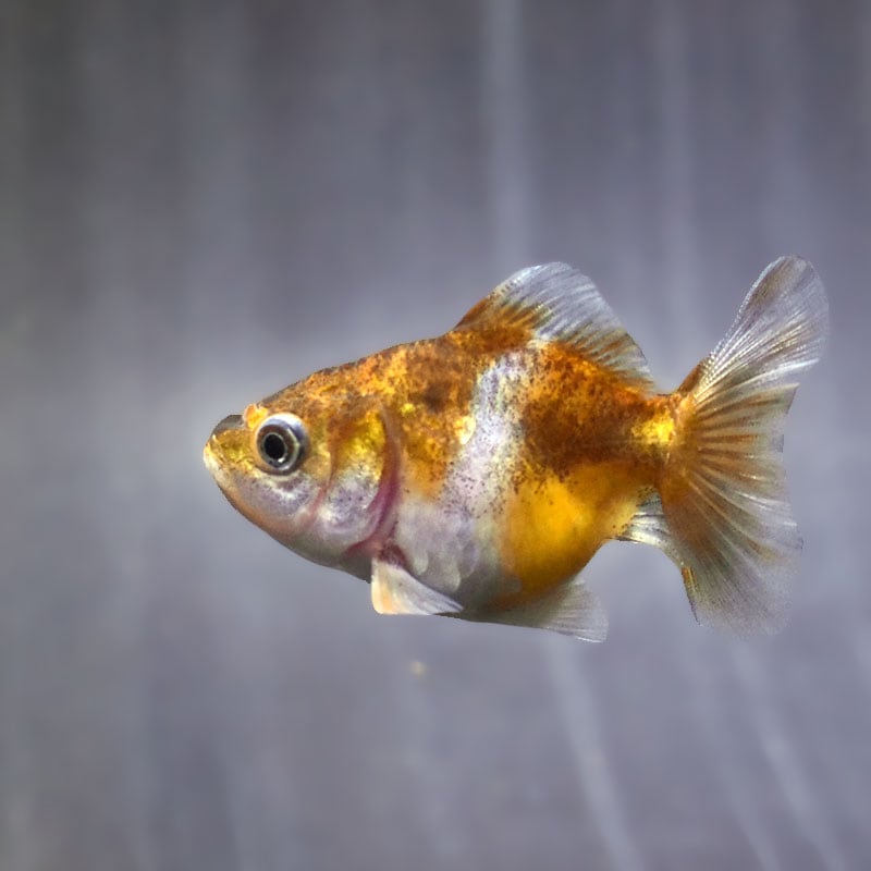 【金魚王子】バルーンオランダ  6.5±1cm前後 (個体番号：zaq565) 金魚 きんぎょ 生体 オランダ獅子頭 厳選個体