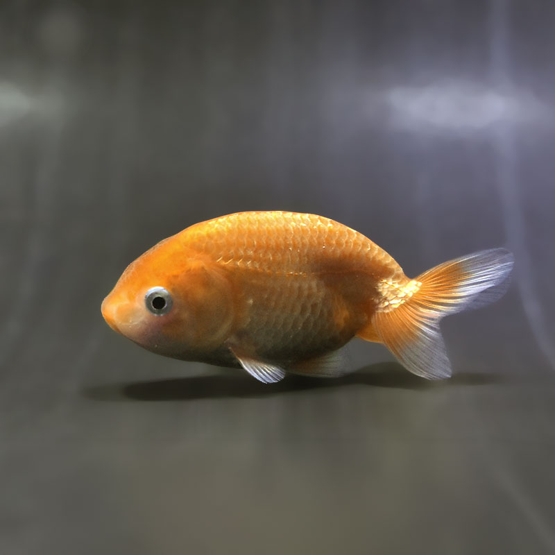 金魚王子】更紗らんちゅう 9±1cm前後 (個体番号：zaq571) 金魚