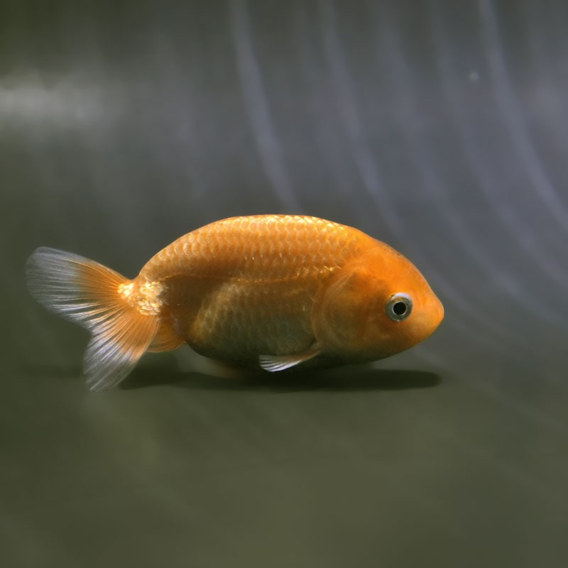【金魚王子】更紗らんちゅう  9±1cm前後 (個体番号：zaq571) 金魚 きんぎょ 生体 らんちゅう 厳選個体