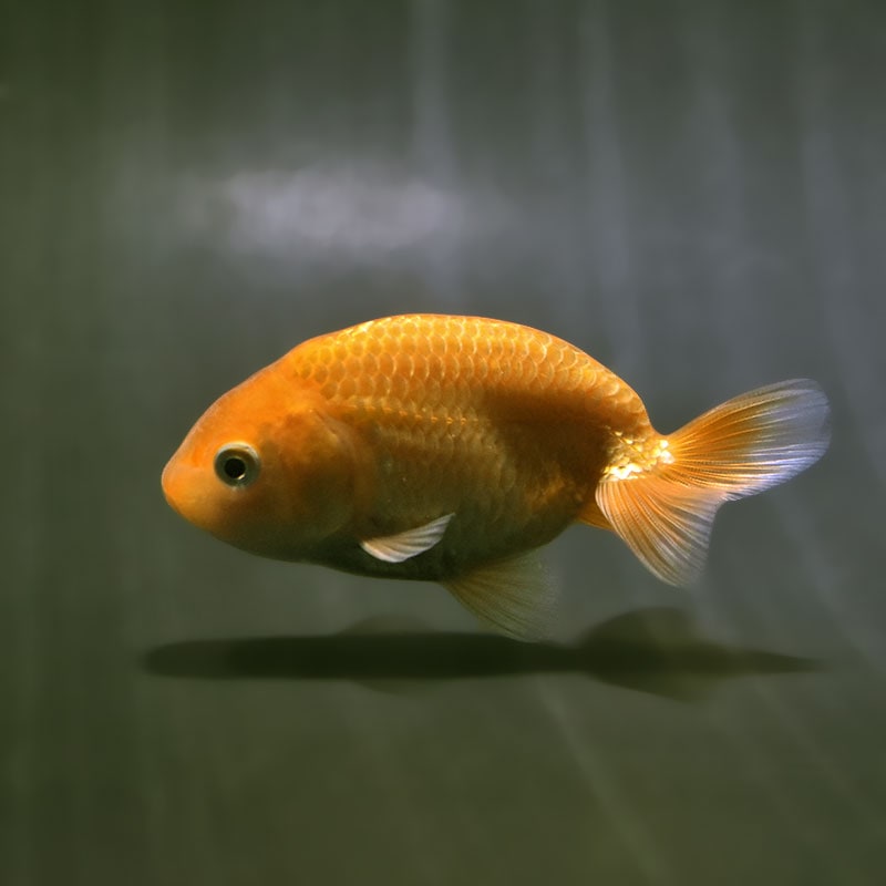 【金魚王子】更紗らんちゅう  9±1cm前後 (個体番号：zaq572) 金魚 きんぎょ 生体 らんちゅう 厳選個体