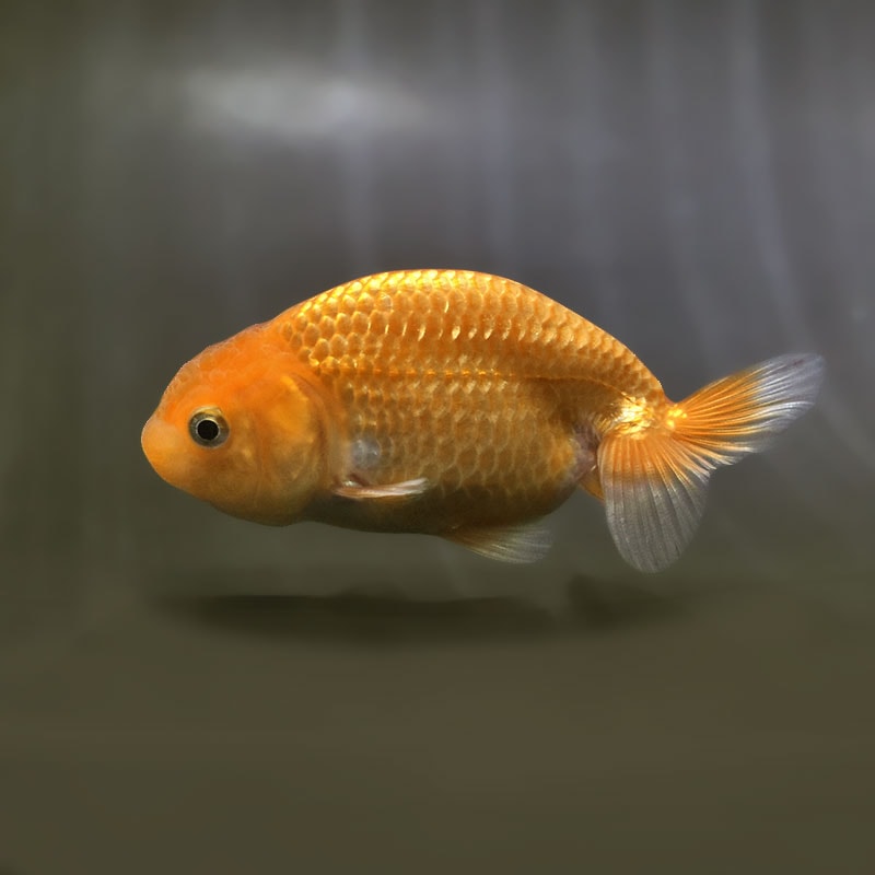 【金魚王子】更紗らんちゅう  9±1cm前後 (個体番号：zaq573) 金魚 きんぎょ 生体 らんちゅう 厳選個体