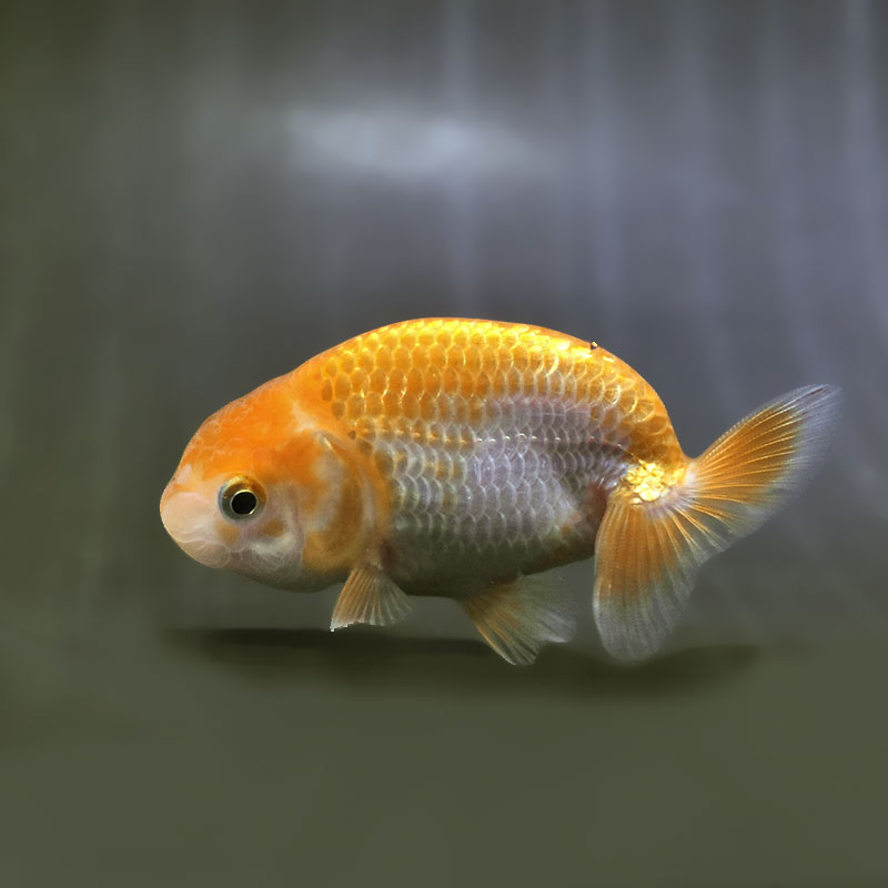 【金魚王子】更紗らんちゅう  9±1cm前後 (個体番号：zaq574) 金魚 きんぎょ 生体 らんちゅう 厳選個体