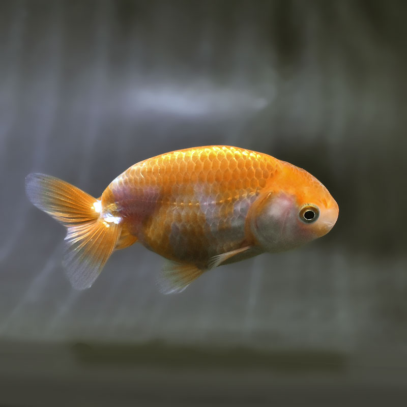 【金魚王子】更紗らんちゅう  9±1cm前後 (個体番号：zaq575) 金魚 きんぎょ 生体 らんちゅう 厳選個体