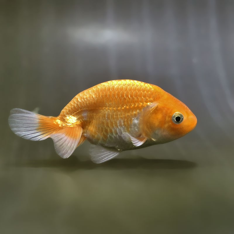 【金魚王子】更紗らんちゅう  9±1cm前後 (個体番号：zaq576) 金魚 きんぎょ 生体 らんちゅう 厳選個体