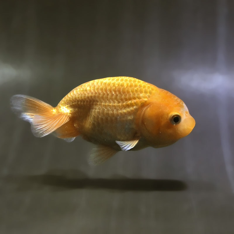 【金魚王子】更紗らんちゅう  9±1cm前後 (個体番号：zaq577) 金魚 きんぎょ 生体 らんちゅう 厳選個体