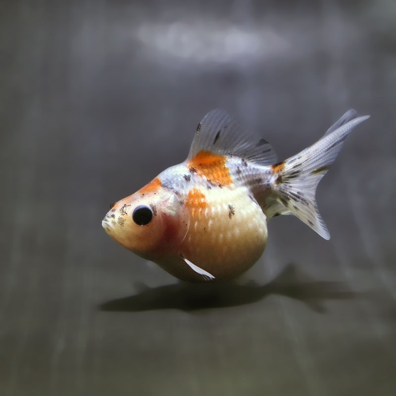 【金魚王子】キャリコピンポンパール 6.5±1cm前後 (個体番号:zaq581) 金魚 きんぎょ 生体 パールスケール 厳選個体
