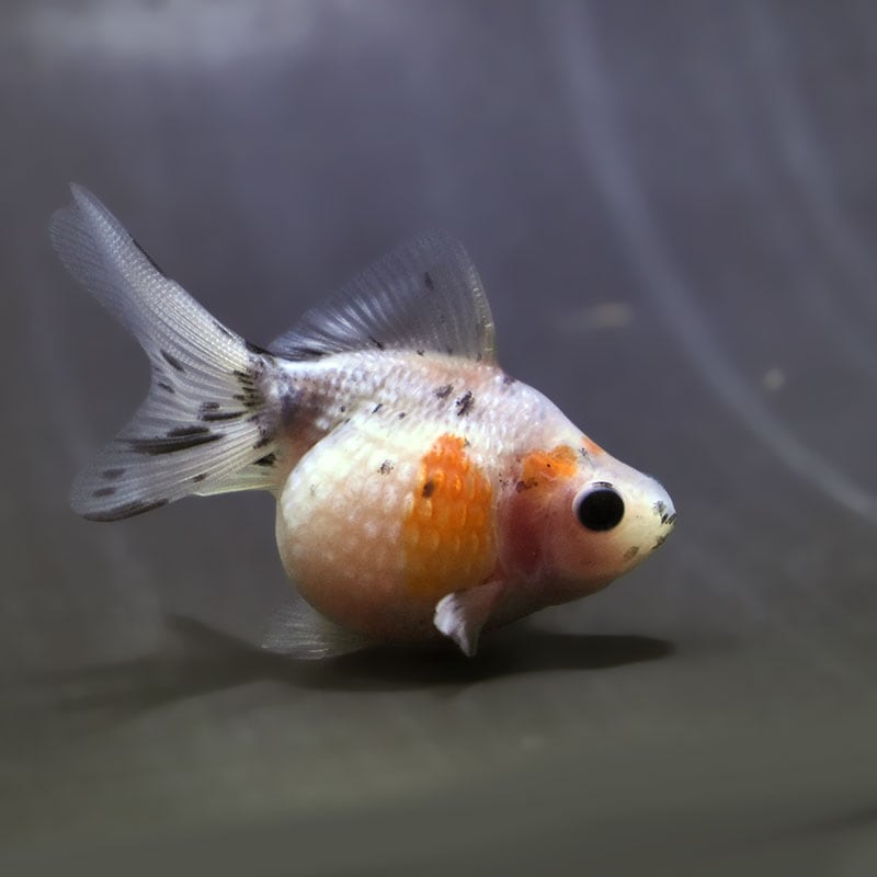 【金魚王子】キャリコピンポンパール 6.5±1cm前後 (個体番号:zaq582) 金魚 きんぎょ 生体 パールスケール 厳選個体