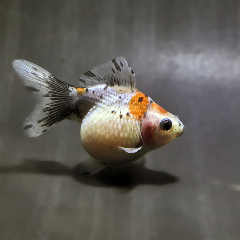 【金魚王子】キャリコピンポンパール 6.5±1cm前後 (個体番号:zaq583) 金魚 きんぎょ 生体 パールスケール 厳選個体
