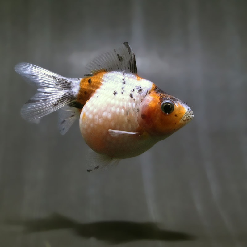 【金魚王子】キャリコピンポンパール 6.5±1cm前後 (個体番号:zaq584) 金魚 きんぎょ 生体 パールスケール 厳選個体