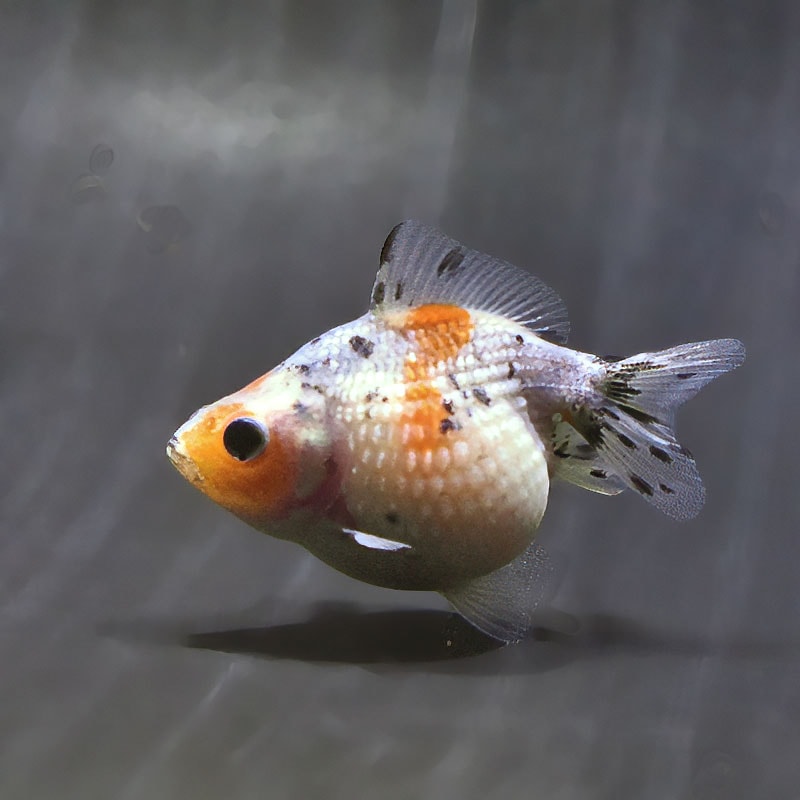 【金魚王子】キャリコピンポンパール 6.5±1cm前後 (個体番号:zaq585) 金魚 きんぎょ 生体 パールスケール 厳選個体