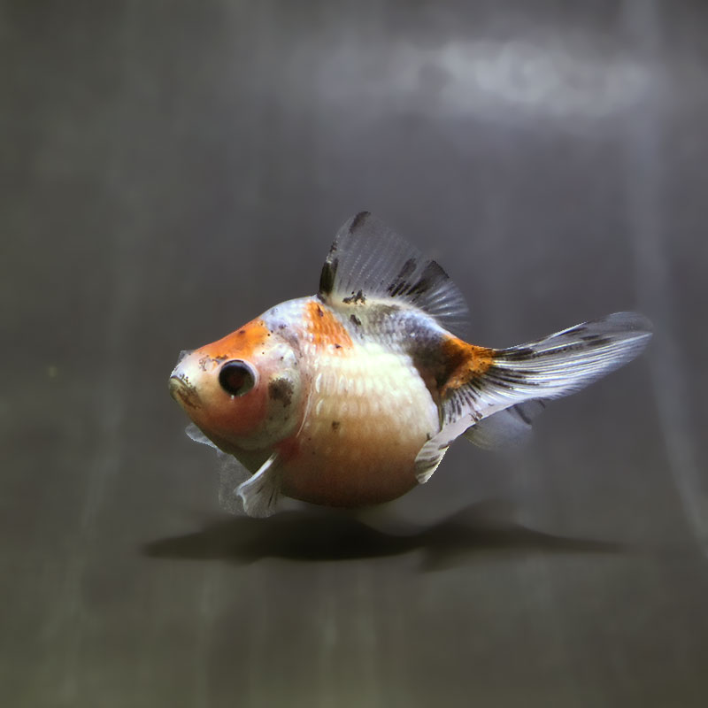 【金魚王子】キャリコピンポンパール 6.5±1cm前後 (個体番号:zaq586) 金魚 きんぎょ 生体 パールスケール 厳選個体