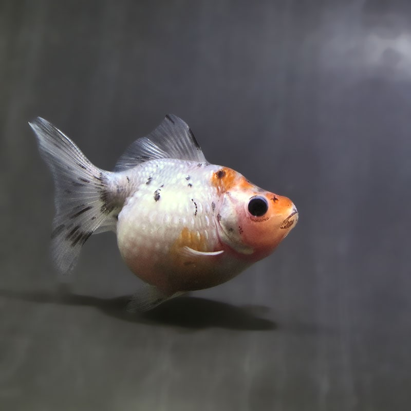 【金魚王子】キャリコピンポンパール 6.5±1cm前後 (個体番号:zaq587) 金魚 きんぎょ 生体 パールスケール 厳選個体