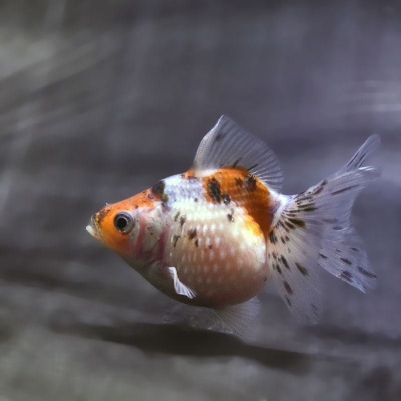【金魚王子】キャリコピンポンパール 6.5±1cm前後 (個体番号:zaq588) 金魚 きんぎょ 生体 パールスケール 厳選個体