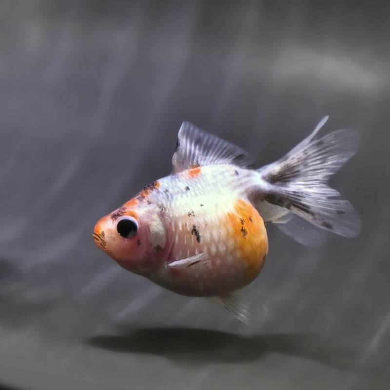 【金魚王子】キャリコピンポンパール 6.5±1cm前後 (個体番号:zaq589) 金魚 きんぎょ 生体 パールスケール 厳選個体