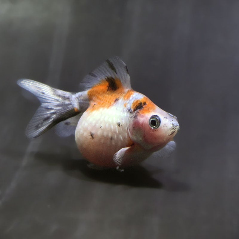 【金魚王子】キャリコピンポンパール 6.5±1cm前後 (個体番号:zaq590) 金魚 きんぎょ 生体 パールスケール 厳選個体