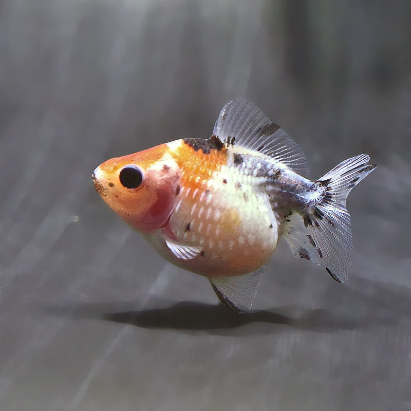 【金魚王子】キャリコピンポンパール 6.5±1cm前後 (個体番号:zaq591) 金魚 きんぎょ 生体 パールスケール 厳選個体