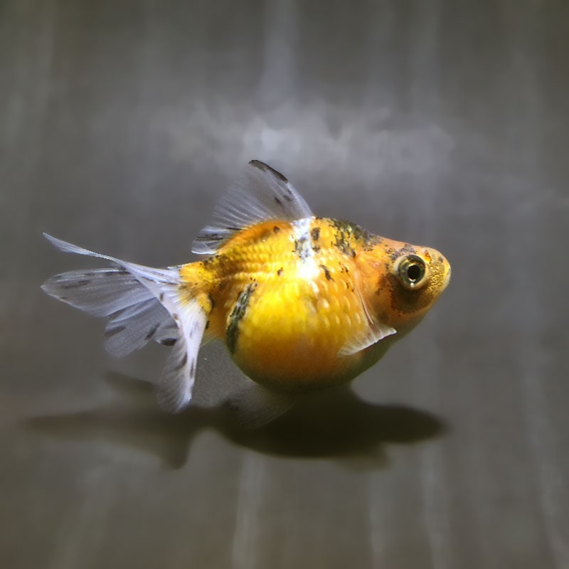 【金魚王子】キャリコピンポンパール 6.5±1cm前後 (個体番号:zaq592) 金魚 きんぎょ 生体 パールスケール 厳選個体