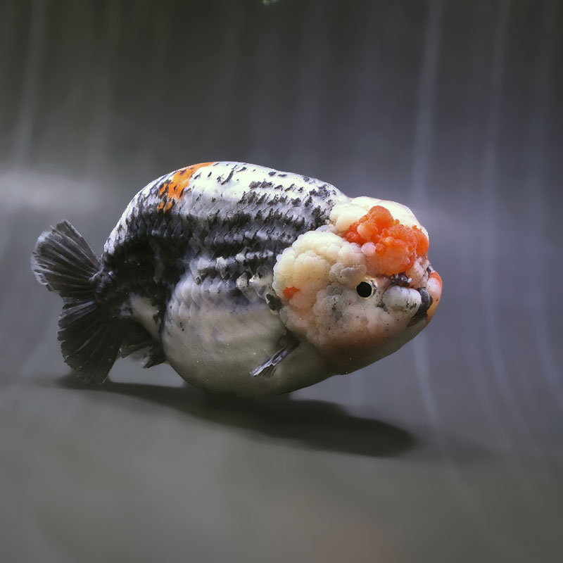 【金魚王子】変わり柄らんちゅう 13cm前後 (個体番号:zaq601) 金魚 きんぎょ 生体 らんちゅう 厳選個体