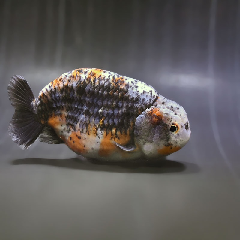 【金魚王子】変わり柄らんちゅう 14cm前後 (個体番号:zaq602) 金魚 きんぎょ 生体 らんちゅう 厳選個体