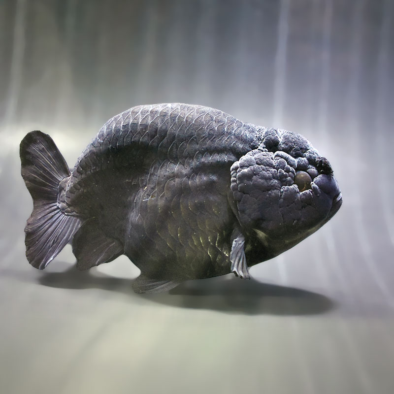 【金魚王子】黒らんちゅう 14cm前後 (個体番号:zaq603) 金魚 きんぎょ 生体 らんちゅう 厳選個体