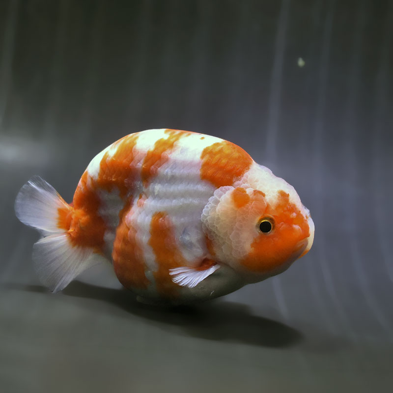 114】金魚のピアス／ランチュウ／オーバル 金魚ピアスGD（ゴールド