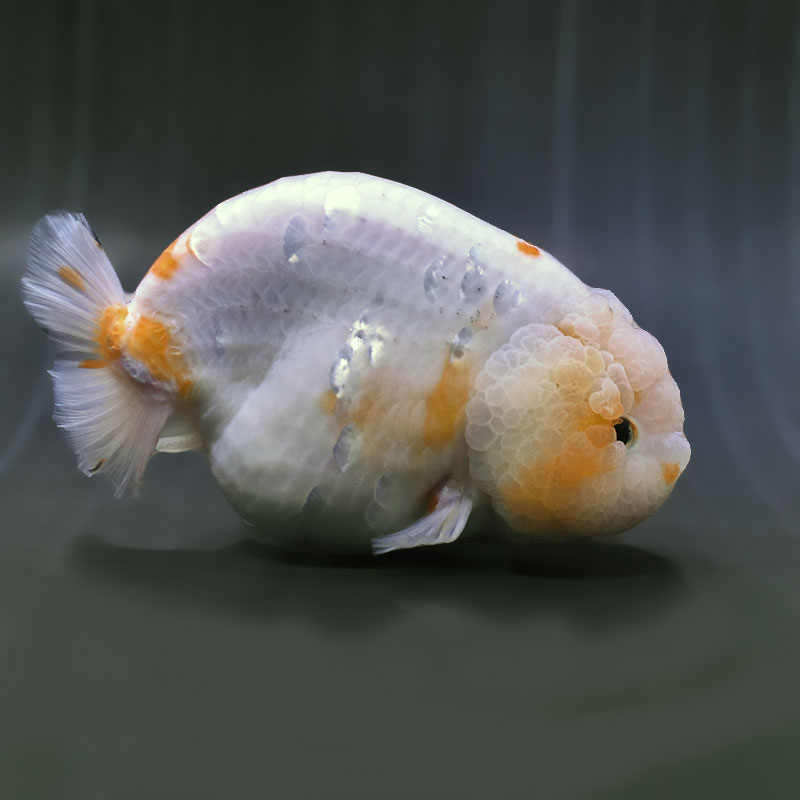 【金魚王子】桜錦 15cm前後 (個体番号:zaq605) 金魚 きんぎょ 生体 らんちゅう 厳選個体