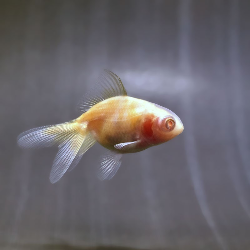 【金魚王子】赤目竜眼  6±1cm前後 (個体番号：zaq611) 金魚 きんぎょ 生体 オランダ獅子頭 厳選個体