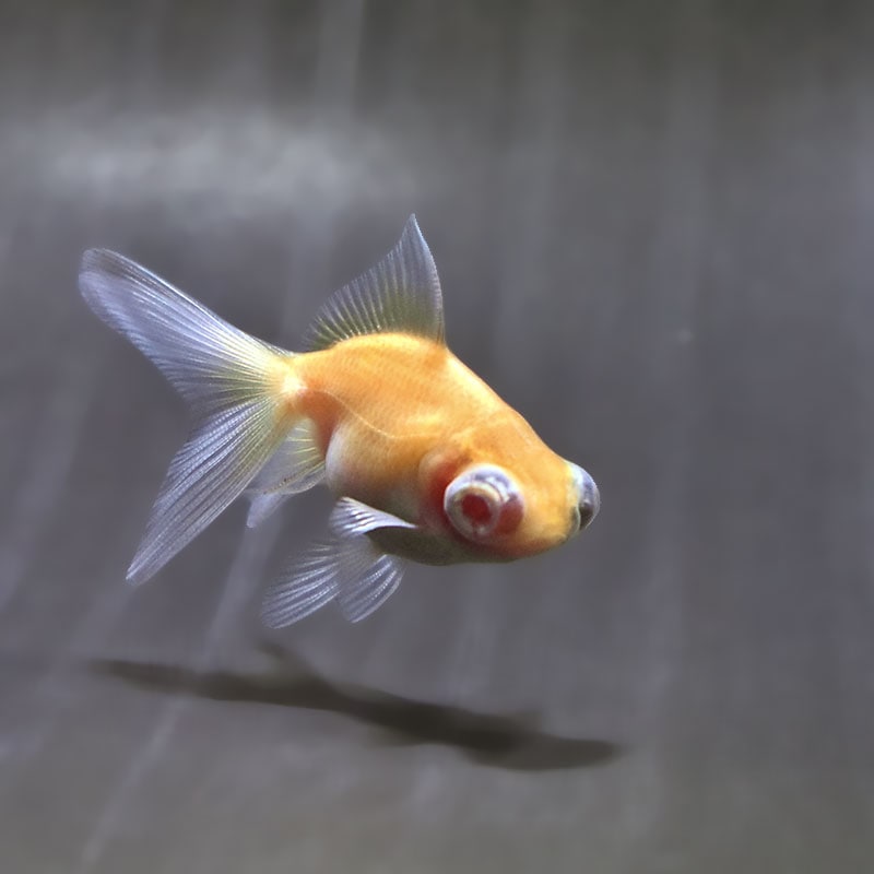 【金魚王子】赤目竜眼  6±1cm前後 (個体番号：zaq612) 金魚 きんぎょ 生体 オランダ獅子頭 厳選個体