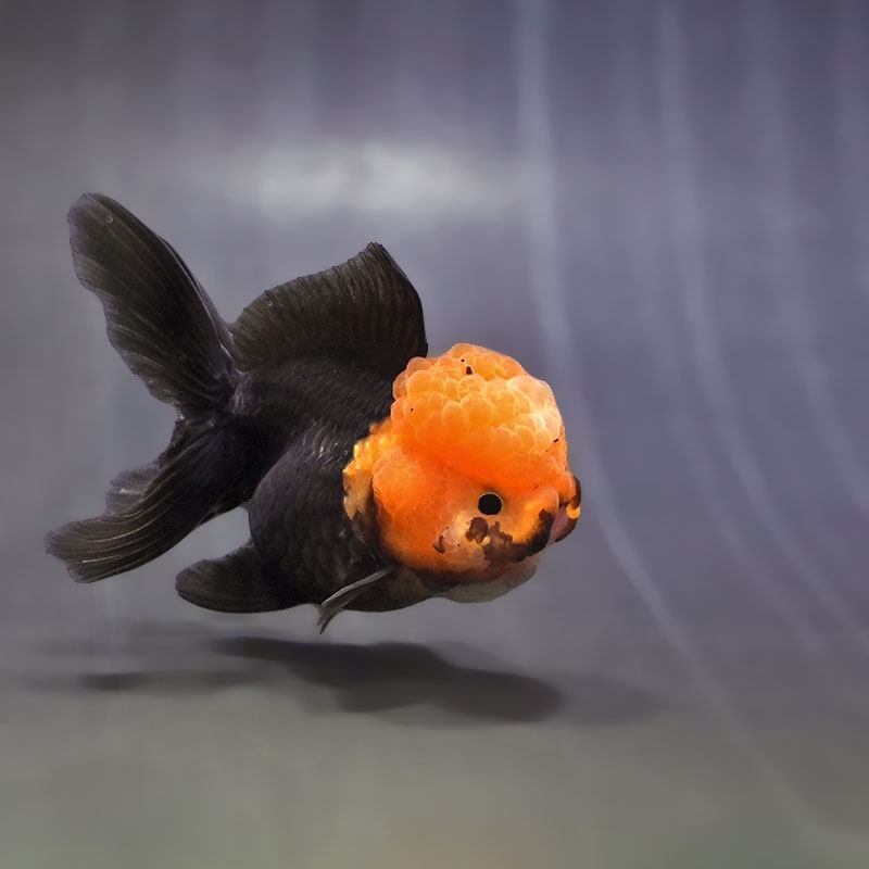 【金魚王子】トリカラーオランダ  9±1cm前後 (個体番号：zaq621) 金魚 きんぎょ 生体 オランダ獅子頭 厳選個体