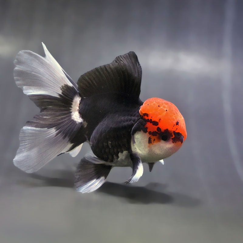 【金魚王子】トリカラーオランダ 9±1cm前後 (個体番号:zaq622) 金魚 きんぎょ 生体 オランダ獅子頭 厳選個体