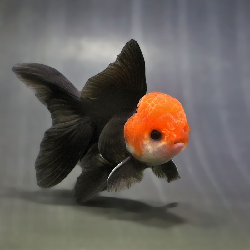 【金魚王子】トリカラーオランダ 9±1cm前後 (個体番号:zaq623) 金魚 きんぎょ 生体 オランダ獅子頭 厳選個体