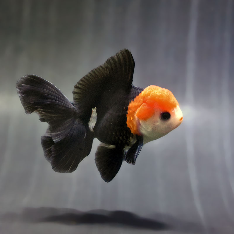 【金魚王子】トリカラーオランダ 9±1cm前後 (個体番号:zaq624) 金魚 きんぎょ 生体 オランダ獅子頭 厳選個体